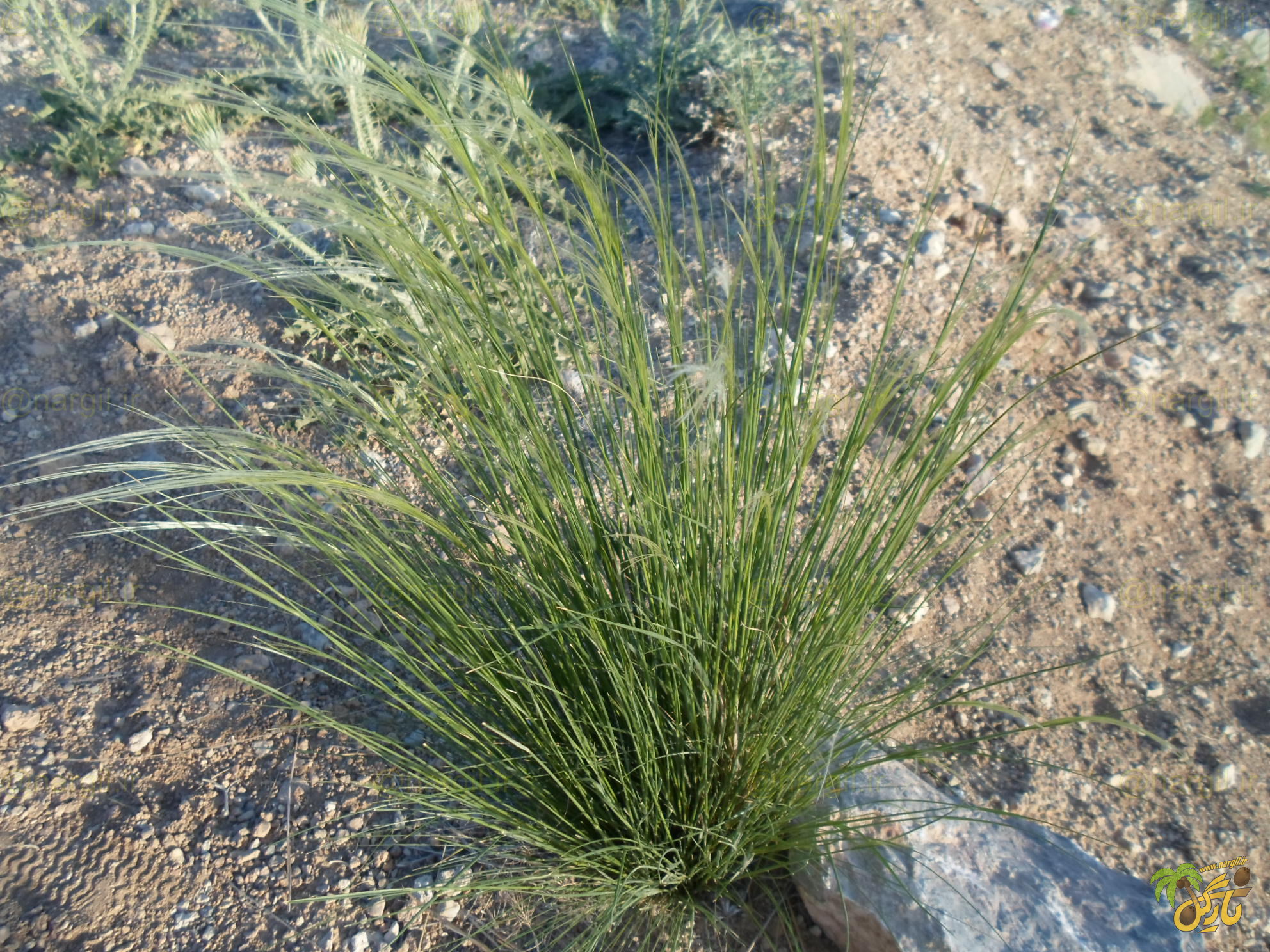 Stipa arabica